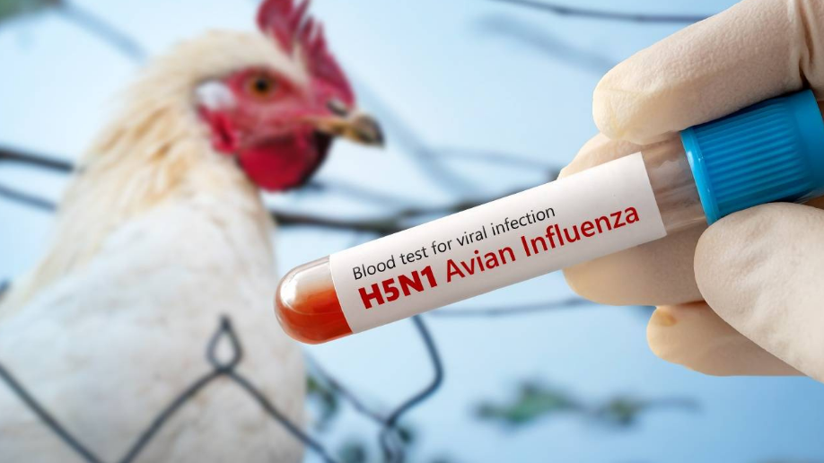 Alerta sanitaria en la avicultura peruana por presencia de influenza H5N1 Revista Industria Alimentaria Alerta sanitaria en la avicultura peruana por presencia de influenza H5N1 Revista Industria Alimentaria